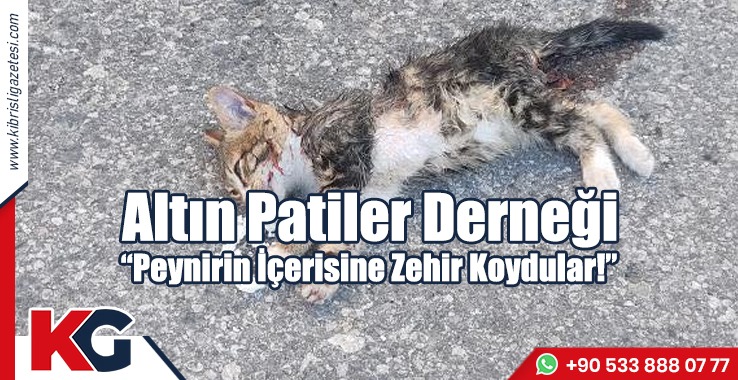 Altın Patiler Derneği: Peynirin İçerisine Zehir Koydular!