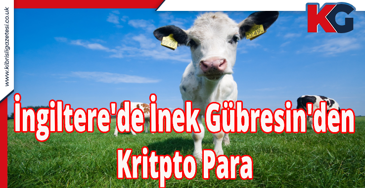 İngiltere'de İnek Gübresin'den Kritpto Para