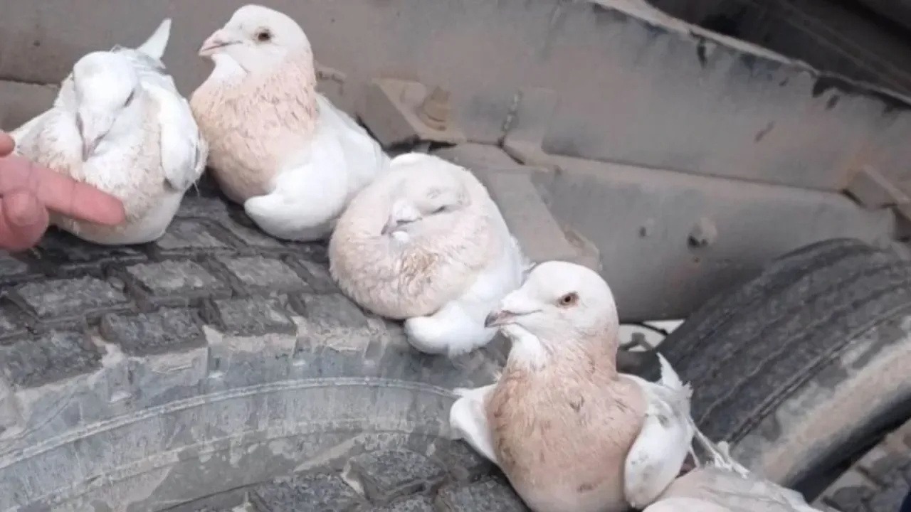 Serbest Liman’da kaçakçılık: 21 güvercin tırda yakalandı