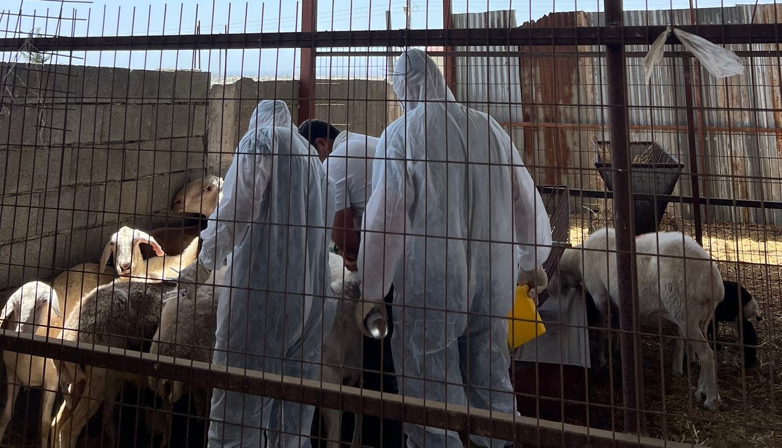 Koyun-keçi çiçek hastalığına karşı aşılama çalışmaları sürüyor