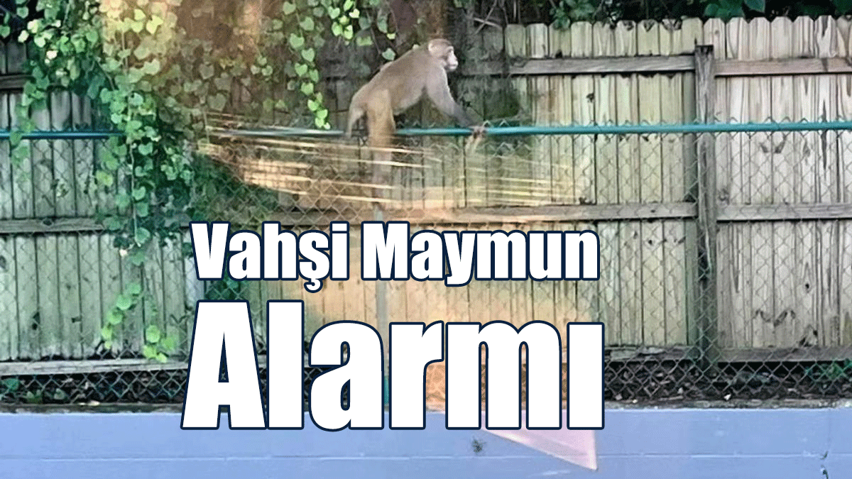 Vahşi Maymun Alarmı