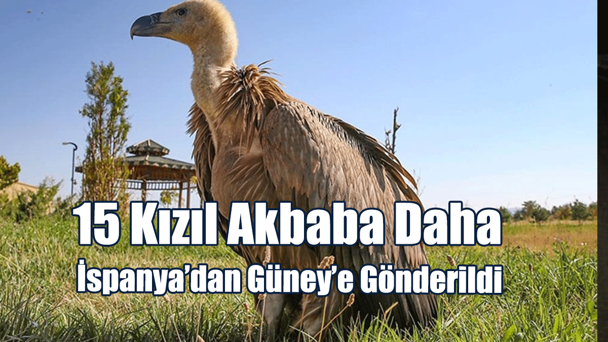 15 Kızıl Akbaba Daha İspanya’dan Güney’e Gönderildi