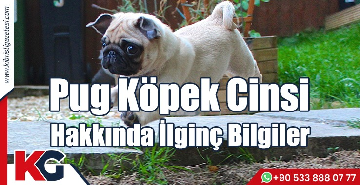 Pug Köpek Cinsi Hakkında İlginç Bilgiler
