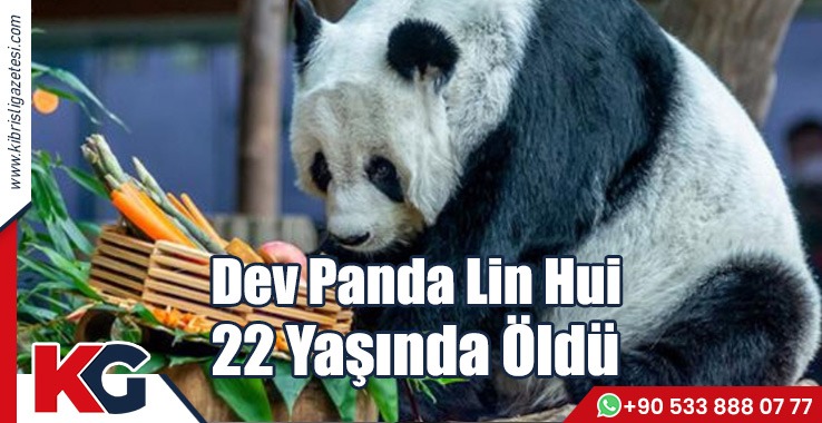 Dev Panda Lin Hui 22 Yaşında Öldü