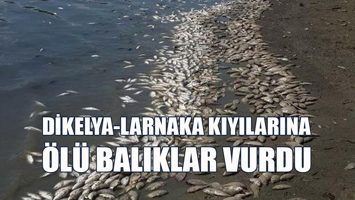 Dikelya-Larnaka Arasındaki Kıyıya Ölü Balıklar Vurdu