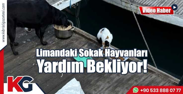 Limandaki Sokak Hayvanları Yardım Bekliyor!