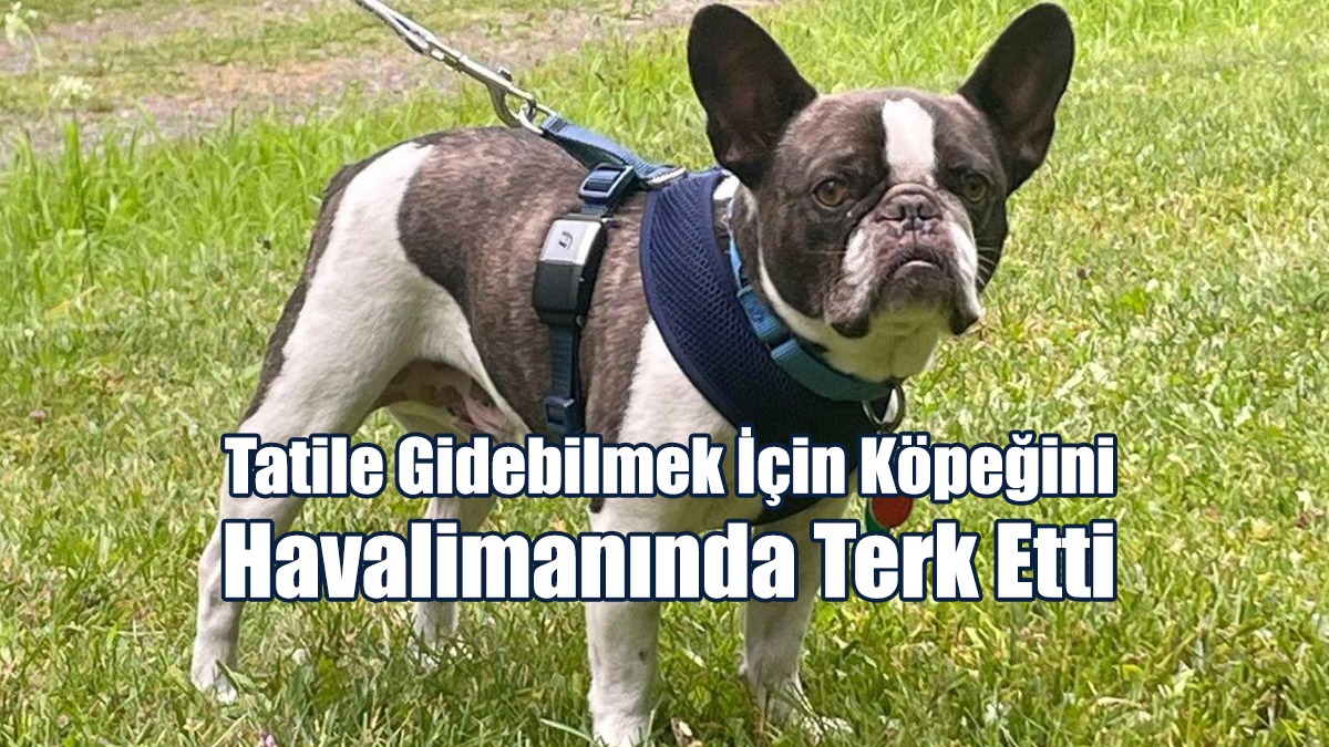 Tatile Gidebilmek İçin Köpeğini Havalimanında Terk Etti