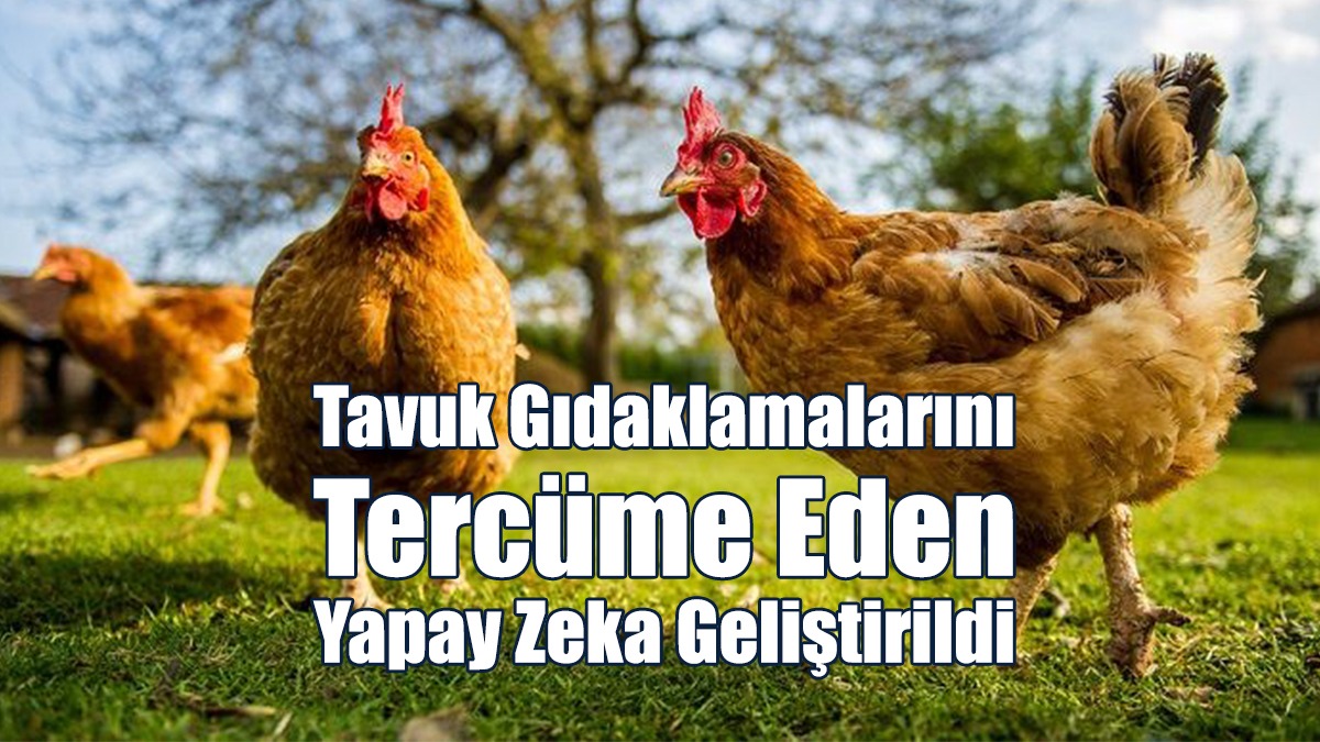 Tavuk Gıdaklamalarını Tercüme Eden Yapay Zeka Geliştirildi