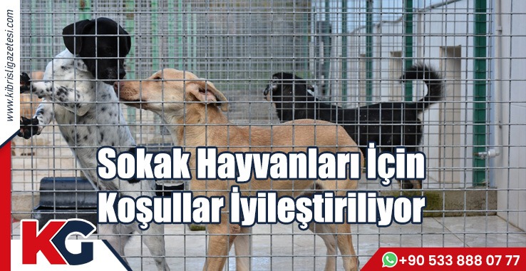 Sokak Hayvanları İçin Koşullar İyileştiriliyor