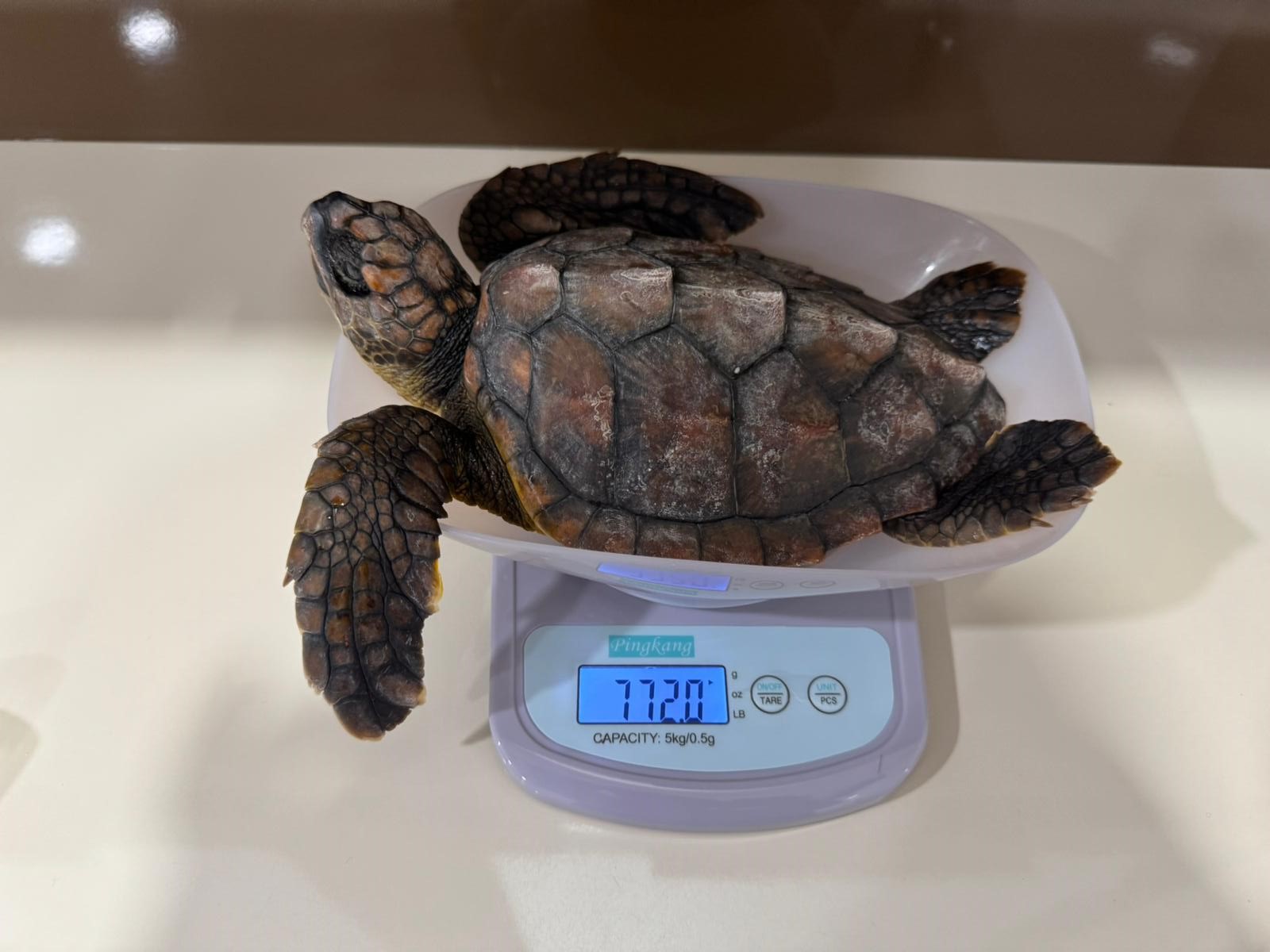 Meritta Deniz Kaplumbağaları Rehabilitasyon Merkezi plastik atıkların tehlikelerine dikkat çekti