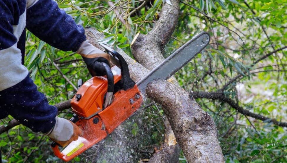 Dereboyu’nda ağaç kesilecek