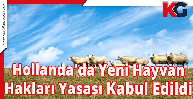 Hollanda'da Yeni Hayvan Hakları Yasası Kabul Edildi
