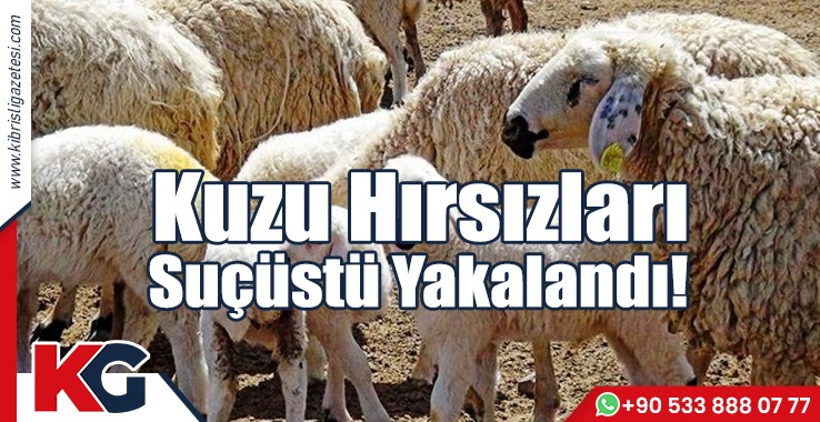 Kuzu Hırsızları Suçüstü Yakalandı!