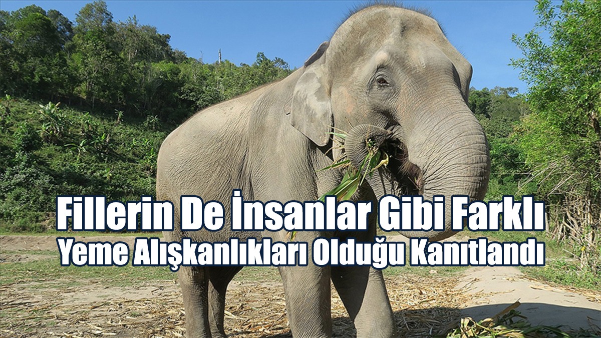 Fillerin De İnsanlar Gibi Farklı Yeme Alışkanlıkları Olduğu Kanıtlandı