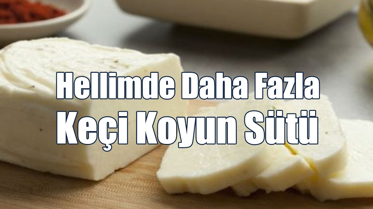 Hellimde Daha Fazla Keçi Koyun Sütü