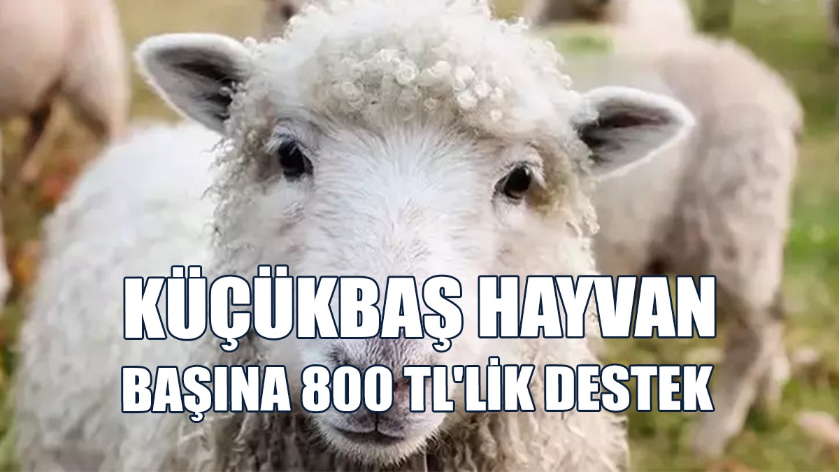 Kasaplara Bir Yaşını Geçmemiş Küçükbaş Hayvan Başına Destek