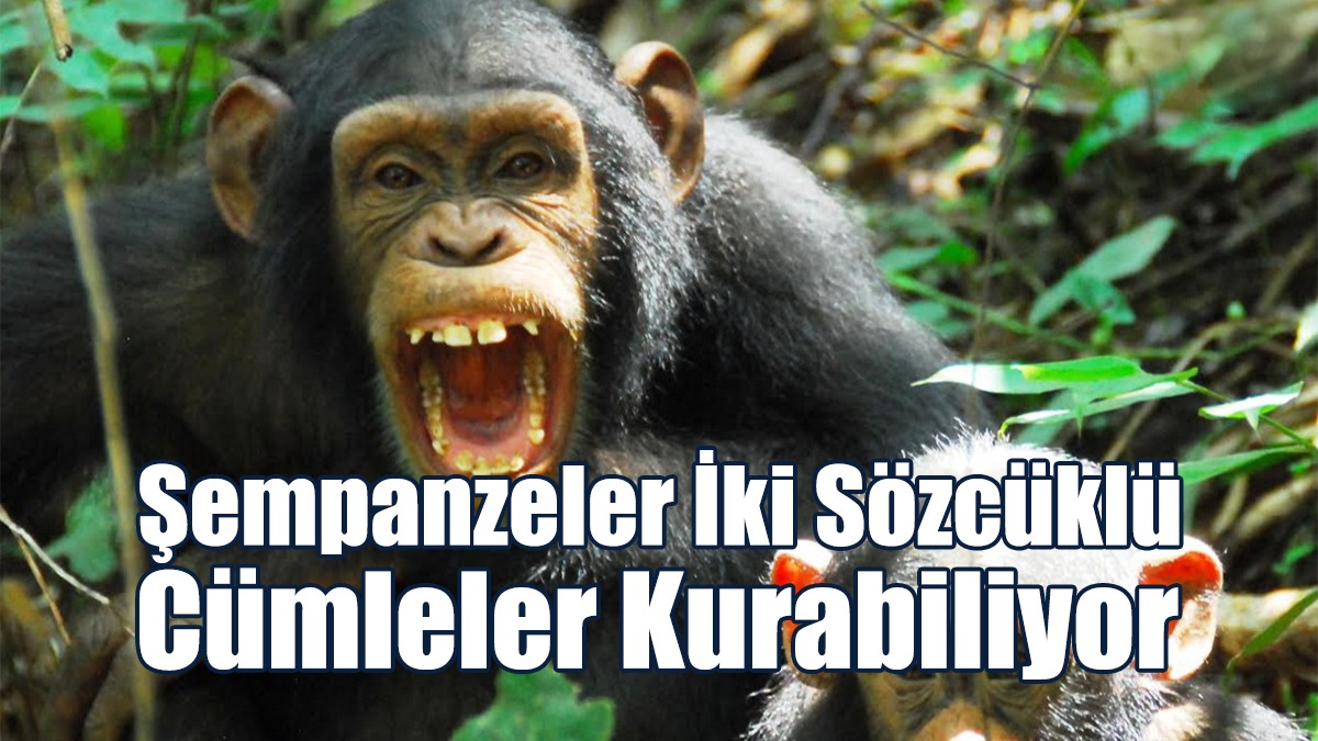 Şempanzeler Cümle Kurabiliyor!