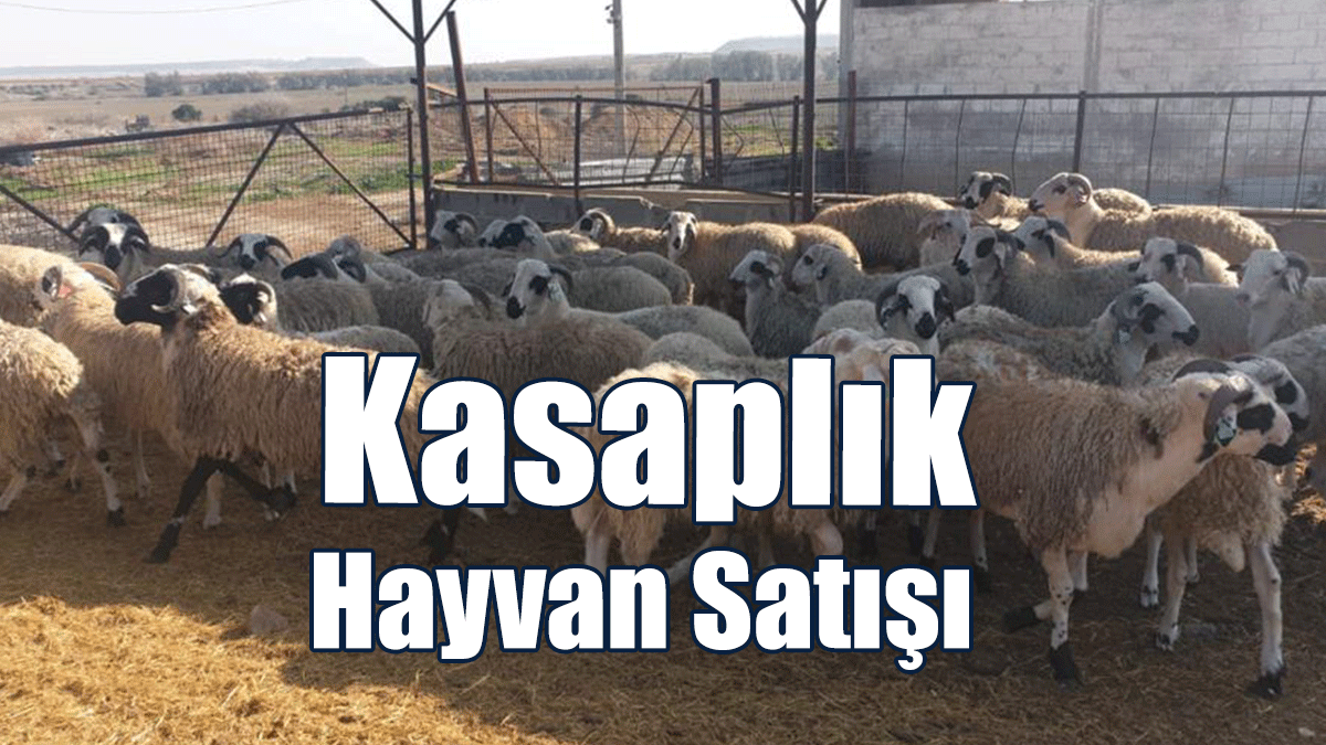 Kasaplık Hayvan Satışı