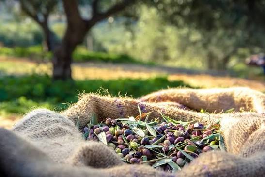 Lefkoşa’da zeytin hasadı 4 Eylül’de başlayacak