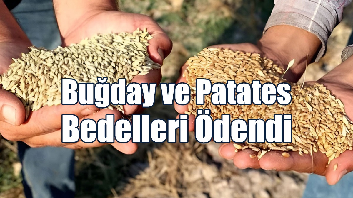 Buğday ve Patates Bedelleri Ödendi