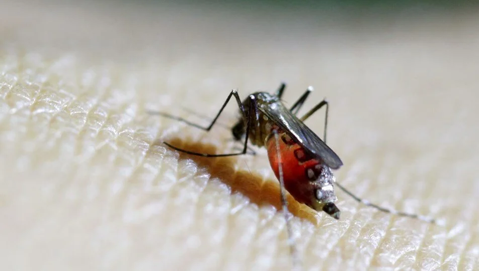 DSÖ’den uyarı: Chikungunya virüsü yayılıyor