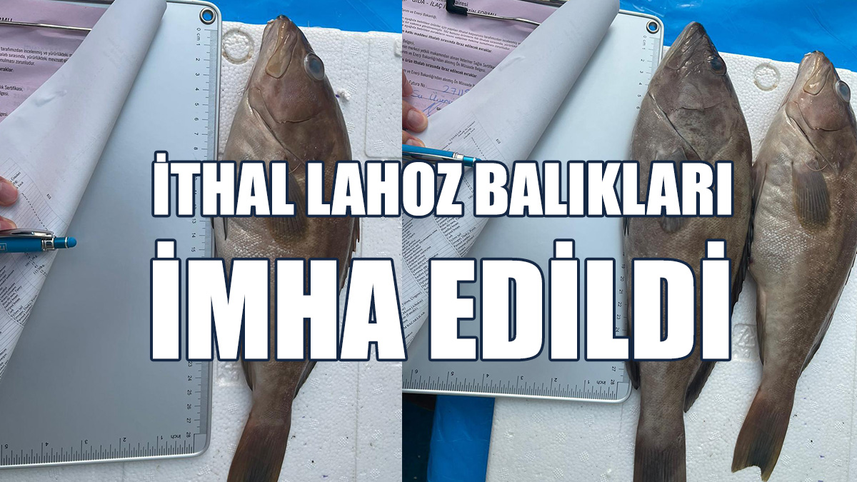İthal Lahoz Balıkları İmha Edildi
