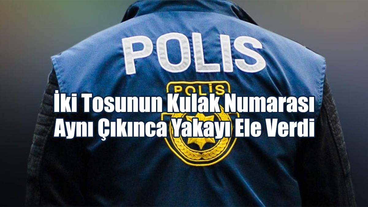 4 Adet Tosun Emare Olarak Alındı