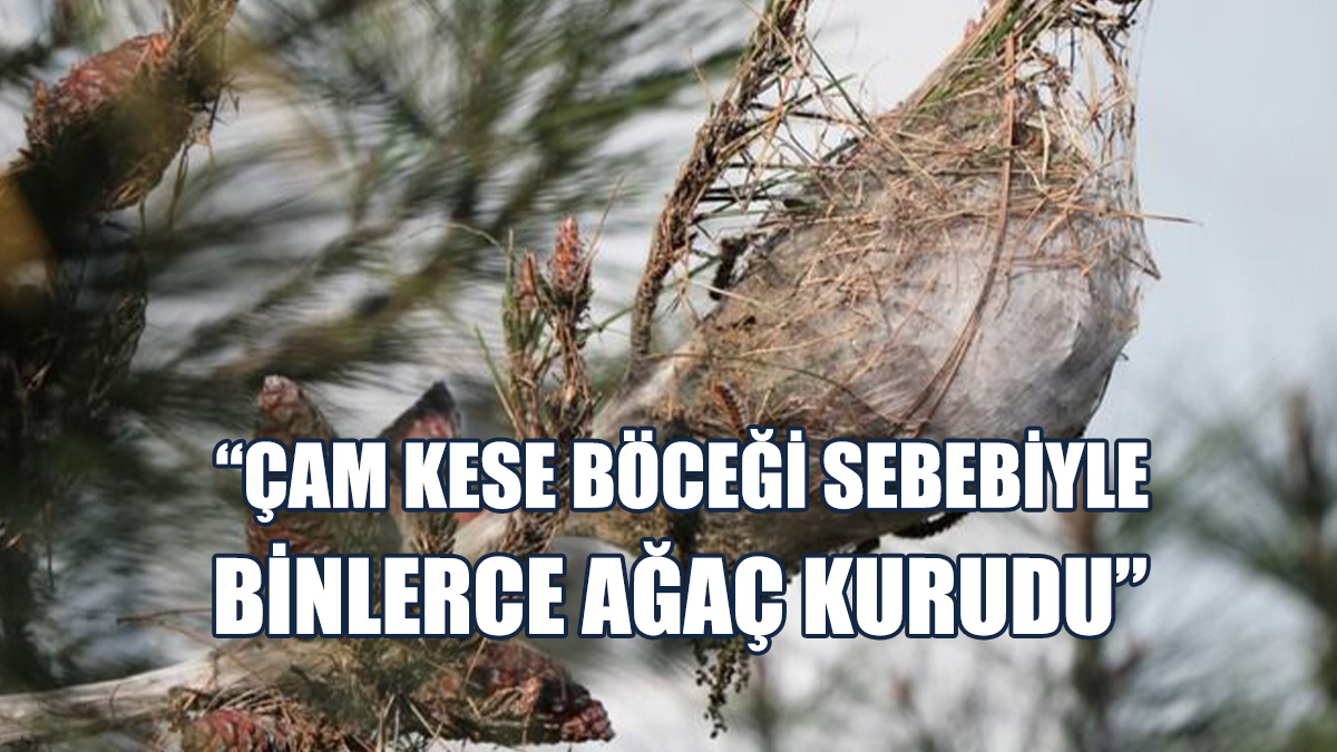 KEMA Kuruyan Ormanlar İçin Bütçe Ayrılmasını Talep Etti