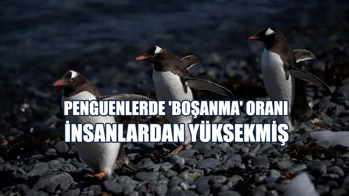 Penguenlerde 'Boşanma' Oranı İnsanlardan Yüksekmiş