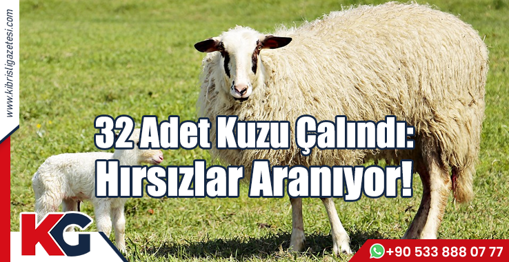 32 Adet Kuzu Çalındı: Hırsızlar Aranıyor!