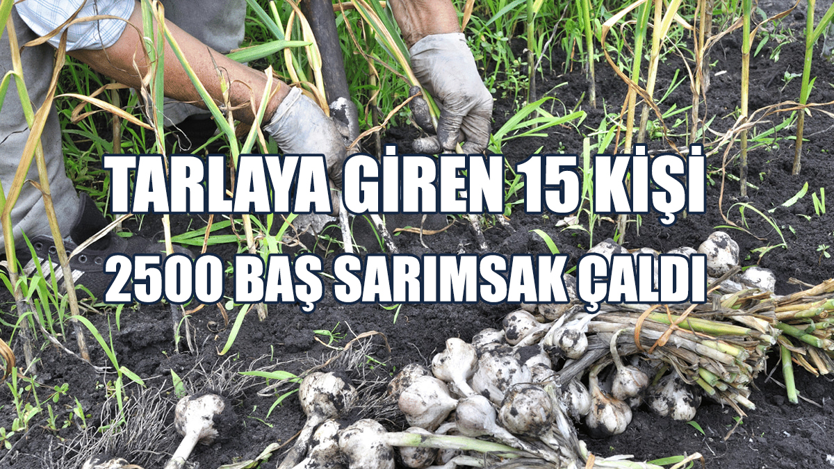 Tarlayı Talan Ettiler: 15 Kişi Tutuklandı!