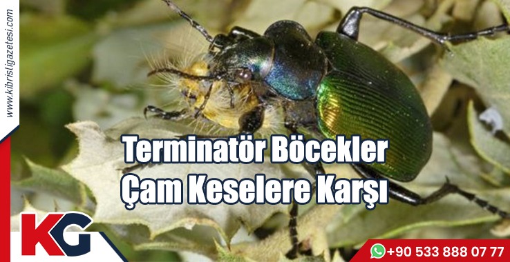 Terminatör Böcekler Çam Keselere Karşı