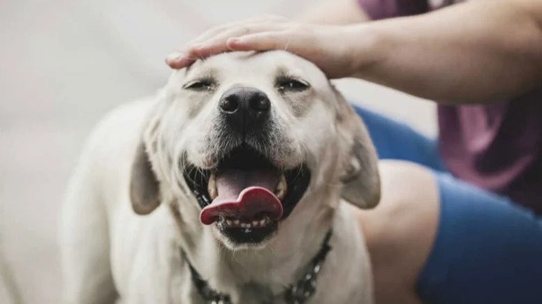 Avrupa’da yeni düzenleme: Köpekler için günlük vergi uygulanacak