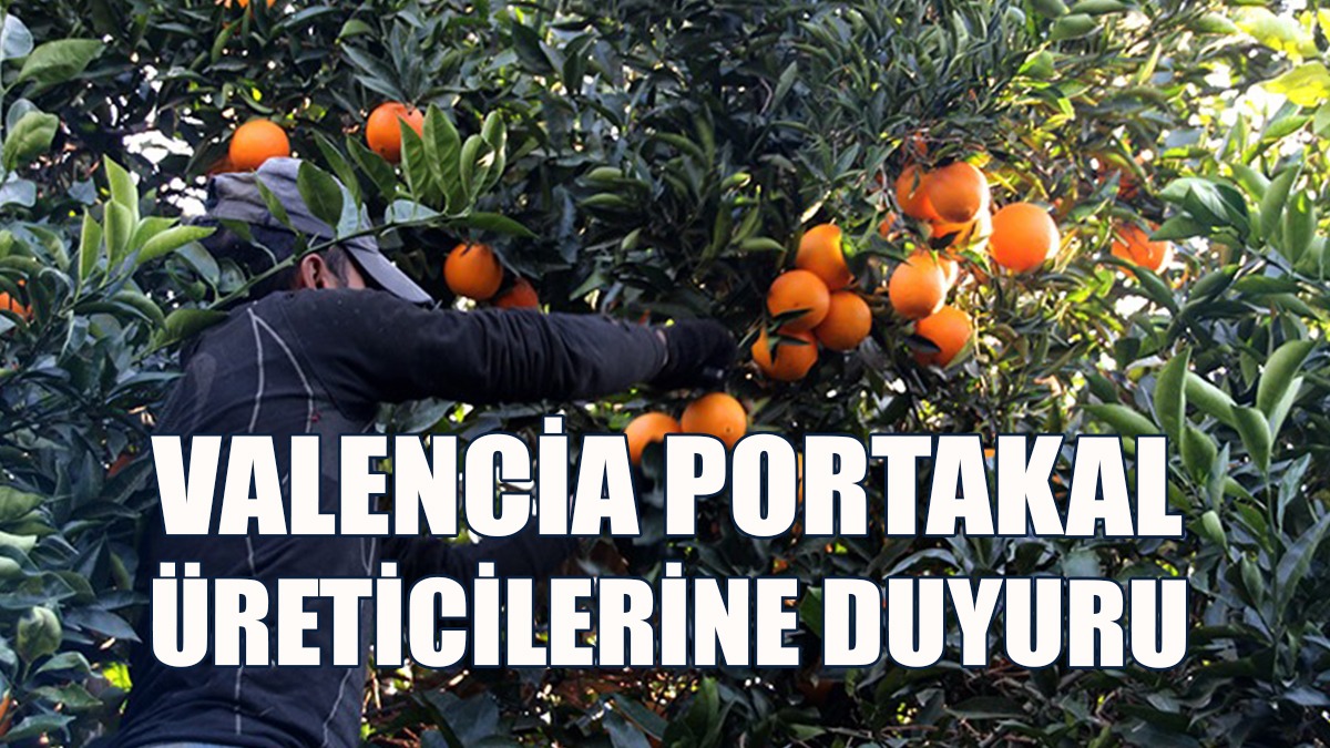 Dalında Kalan Ürünün Tespit Çalışmaları Sürüyor