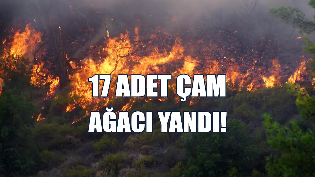 17 Adet Çam Ağacı Yandı!