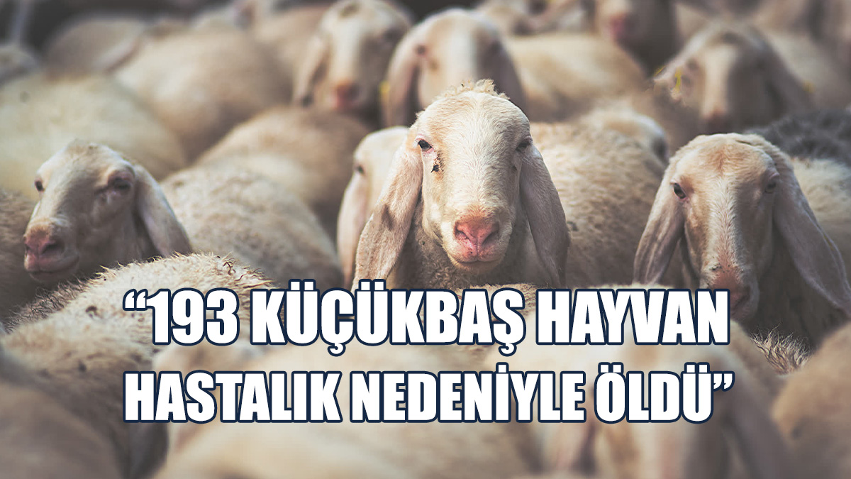 Tarım Ve Doğal Kaynaklar Bakanlığı’ndan Mavi Dil Açıklaması