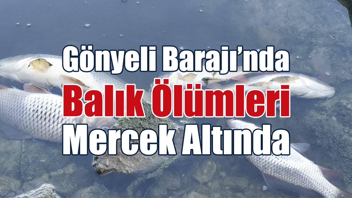 Gönyeli Barajı’nda Balık Ölümleri Mercek Altında