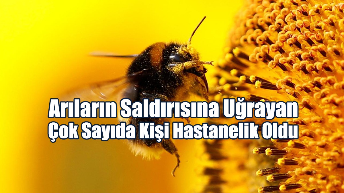 Belçika'da Arıların Saldırısına Uğrayan Çok Sayıda Kişi Hastanelik Oldu