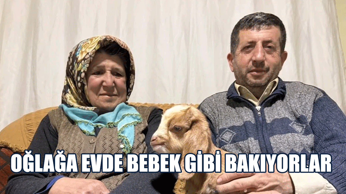 Oğlağa Evde Bebek Gibi Bakıyorlar