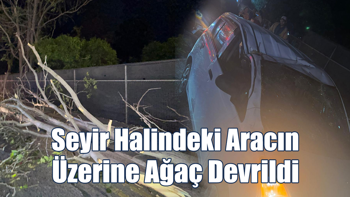 Seyir Halindeki Aracın Üzerine Ağaç Devrildi