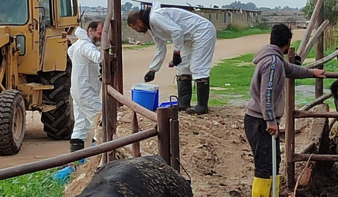 Şap hastalığıyla mücadele: Bir haftada 45 bin 214 büyükbaş aşılandı