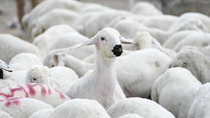 Brucella tazminatları ödendi