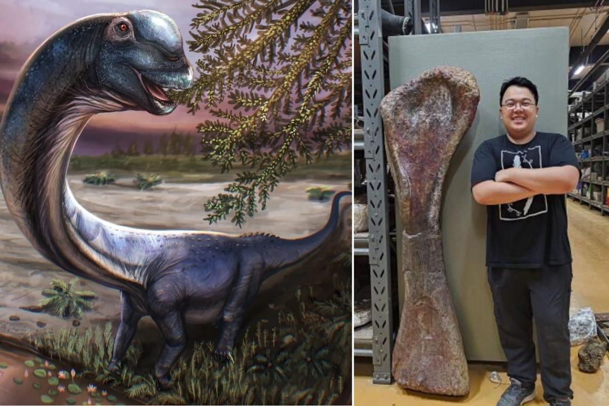 Tayland'da yeni bir dinozor türüne ait kalıntılar bulundu