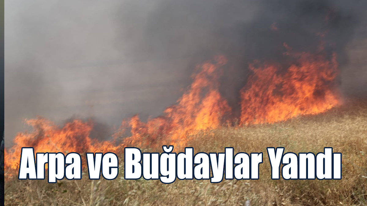 Arpa ve Buğdaylar Yandı