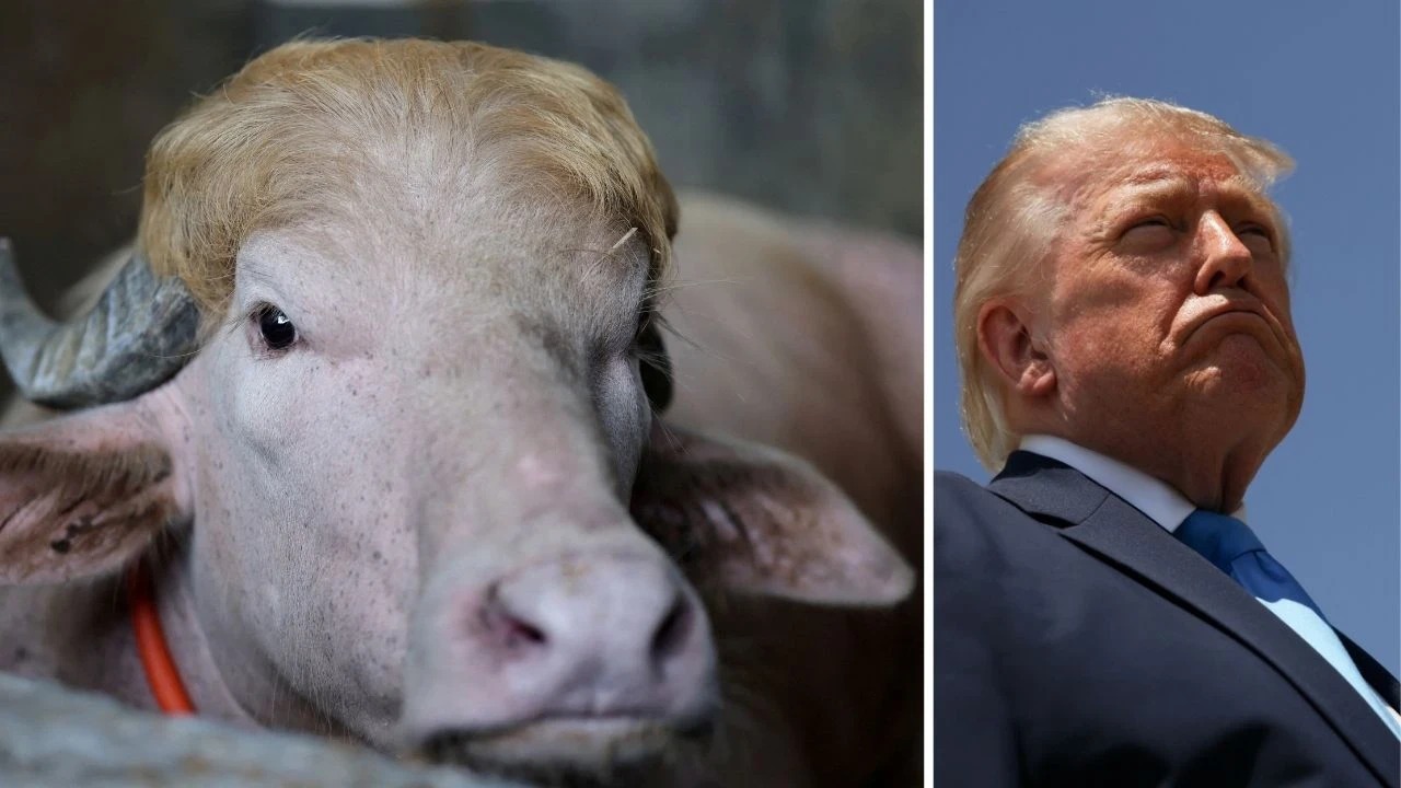 'Trump'ı kurban edecekler