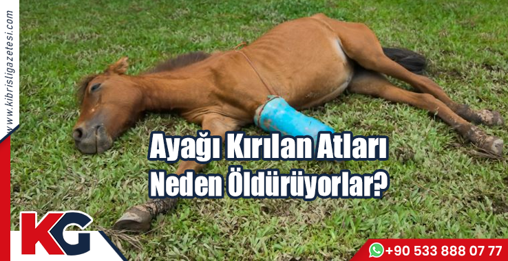 Ayağı Kırılan Atları Neden Öldürüyorlar?