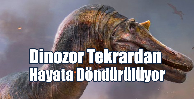 Dodo İçin Yaşam Alanı Kurulacak