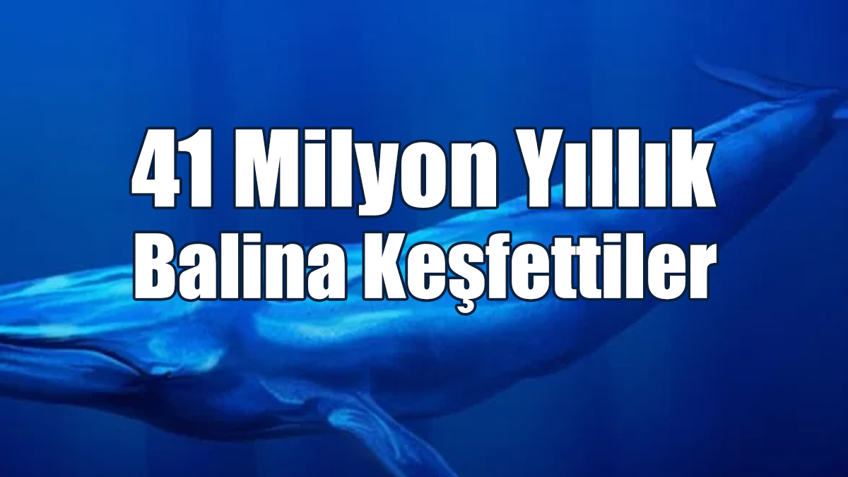 41 Milyon Yıllık Balina Keşfettiler