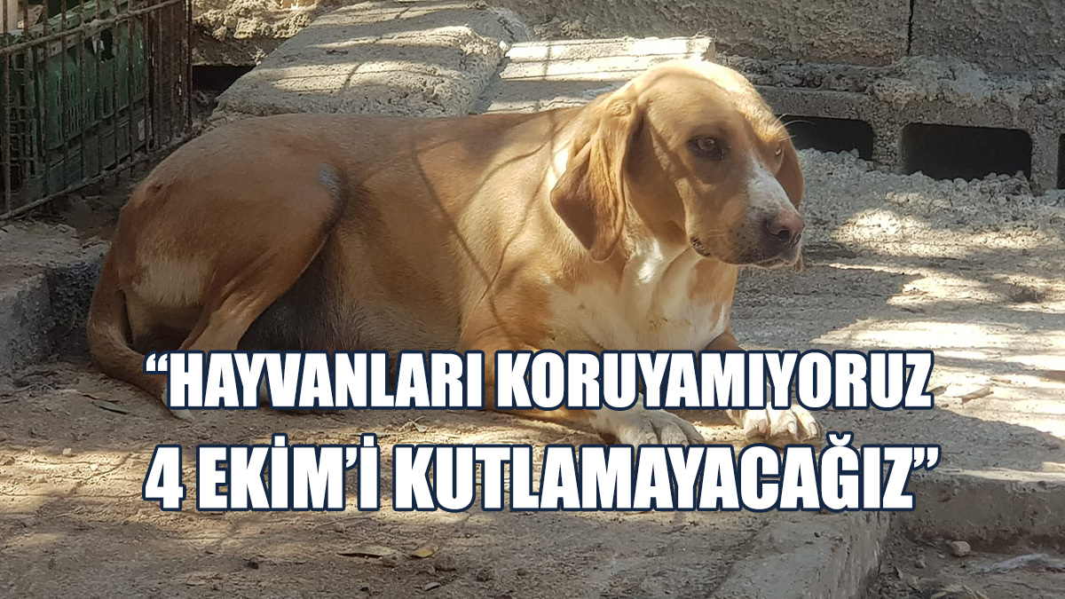 Sarro: Hayvanları Koruyamıyoruz