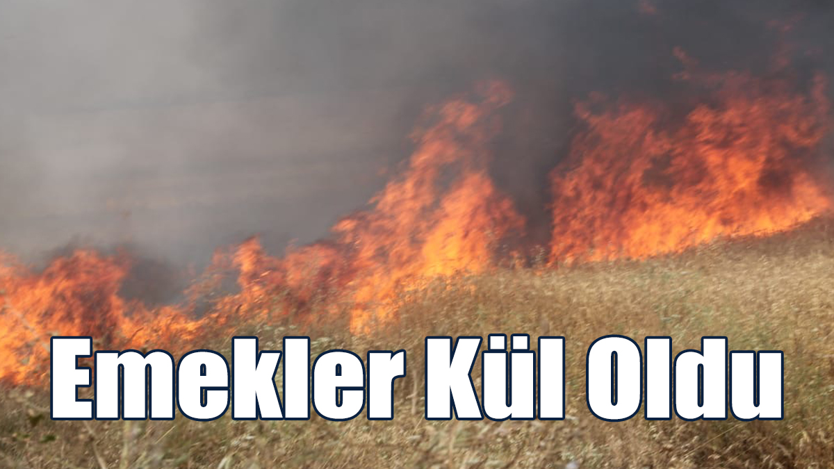 Biçilmemiş Arpalar Tamamen Yandı